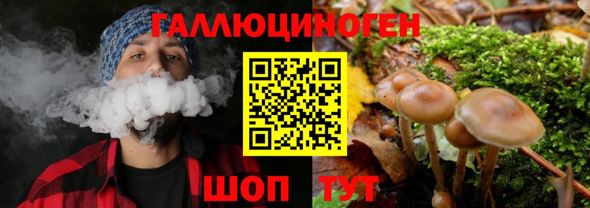 Тихвин  Галлюциногенные грибы Psilocybine cubensis  Вход с VPN 